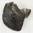 Camarasaurus Tooth Crown - Skull Creek Quarry #19315-1